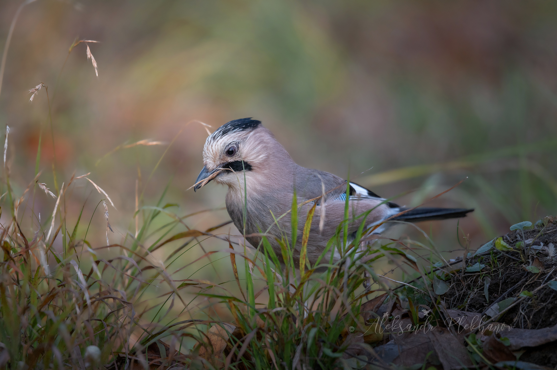 Осенняя сойка