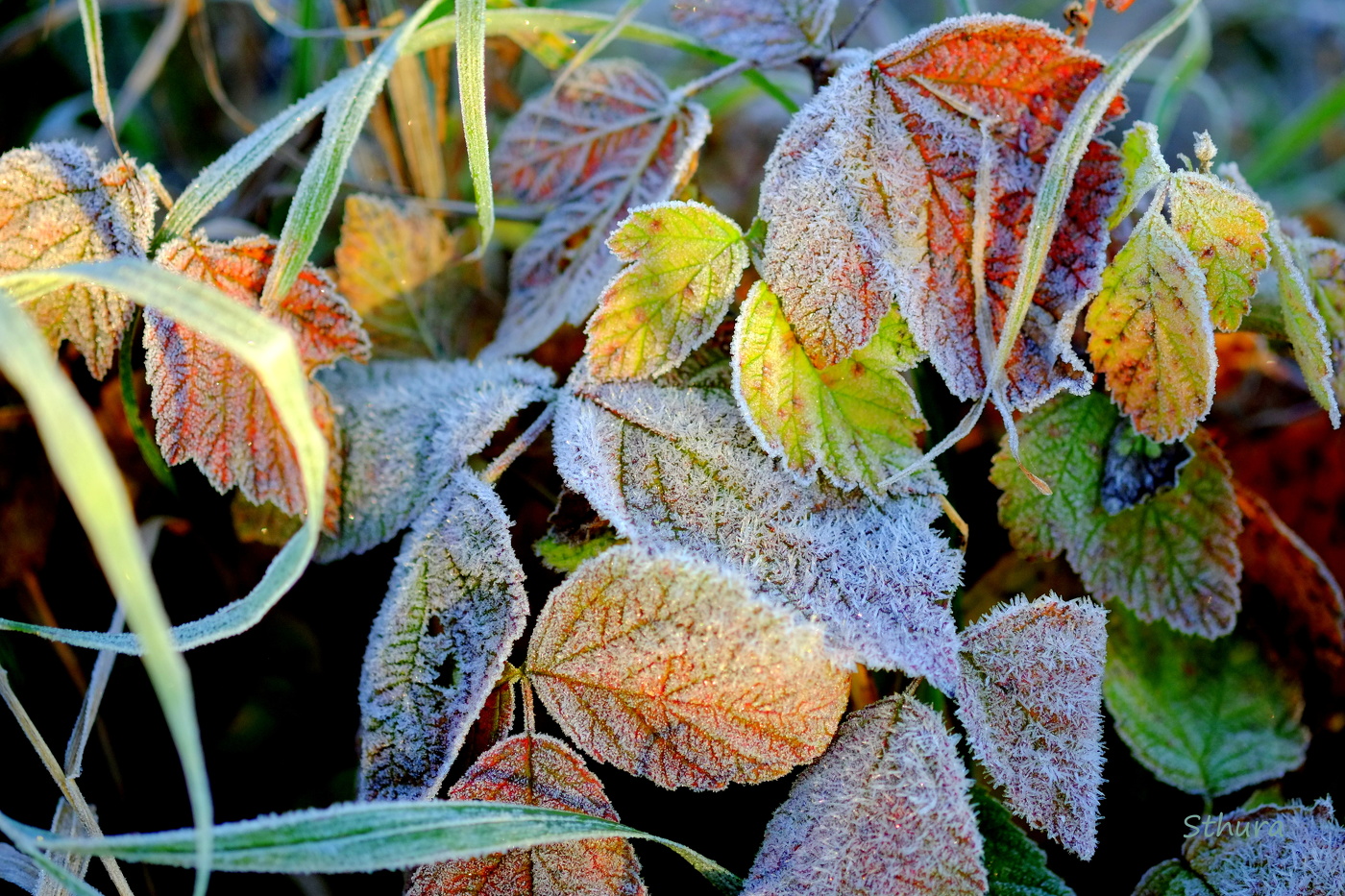 Осенние листочки.