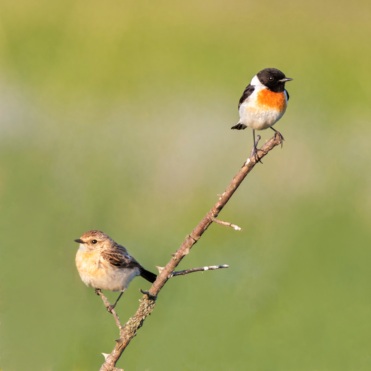 Чеканная семья