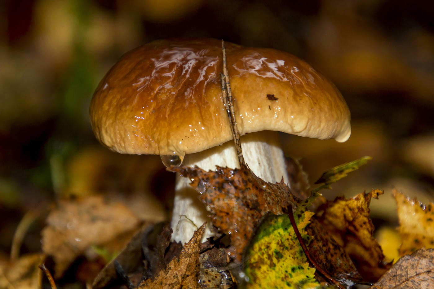 :- Царь, просто Царь !