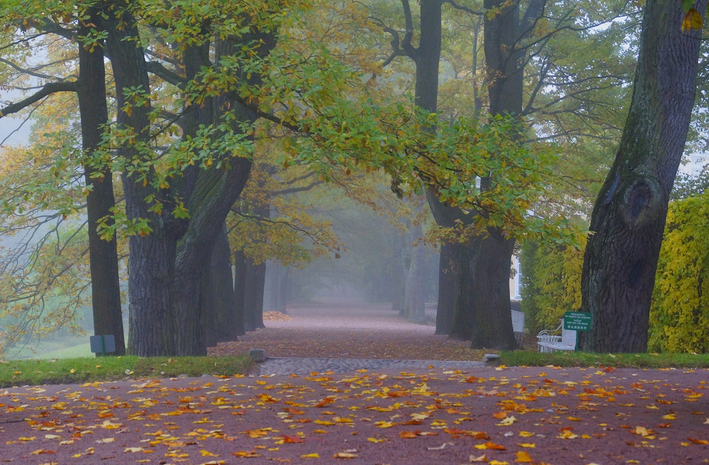 Осеннее утро