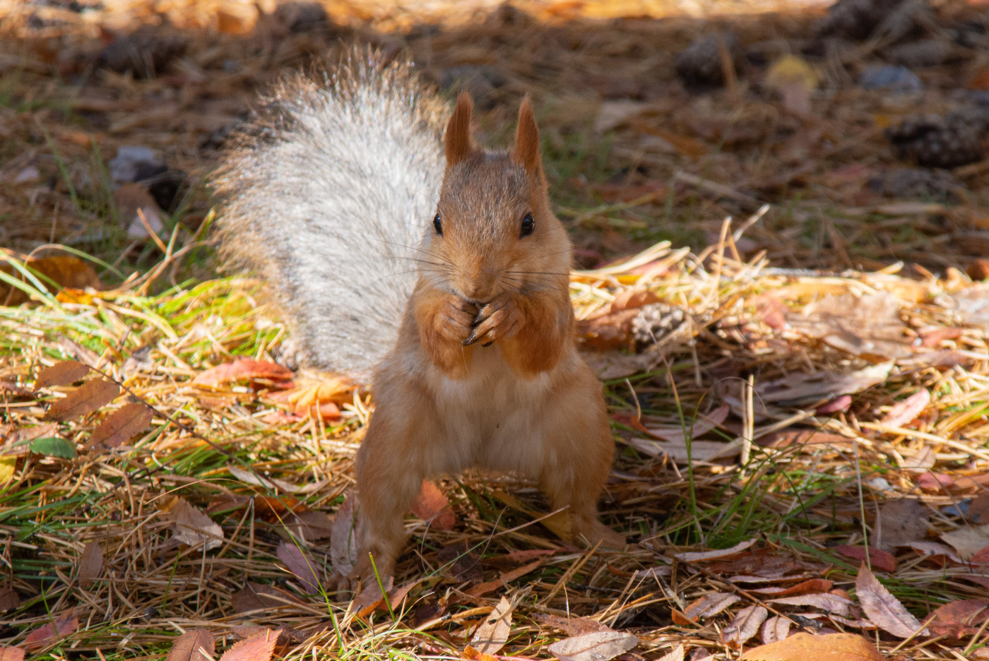 А орешки не простые