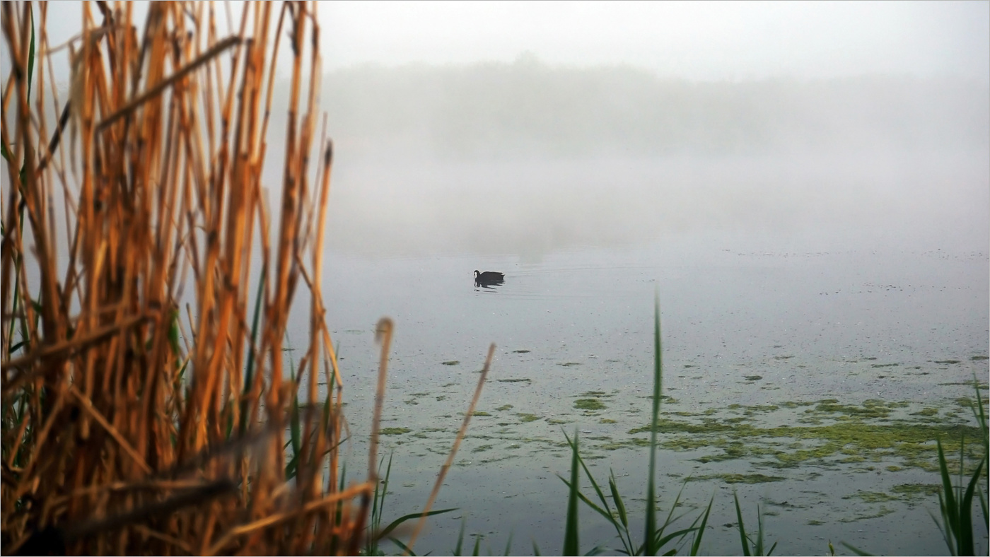 Из жизни маленького водоёма