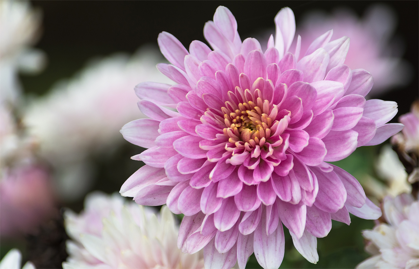 Время хризантем...