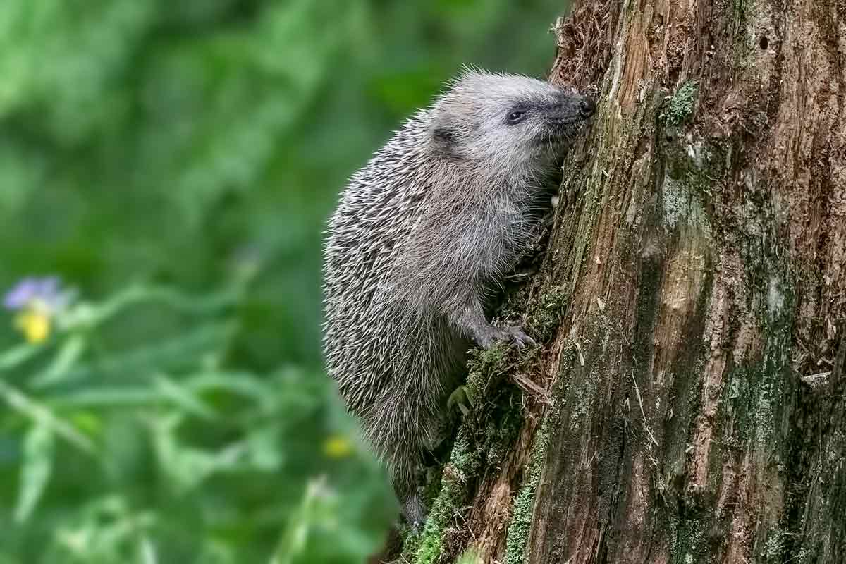 Колючий "скалолаз".