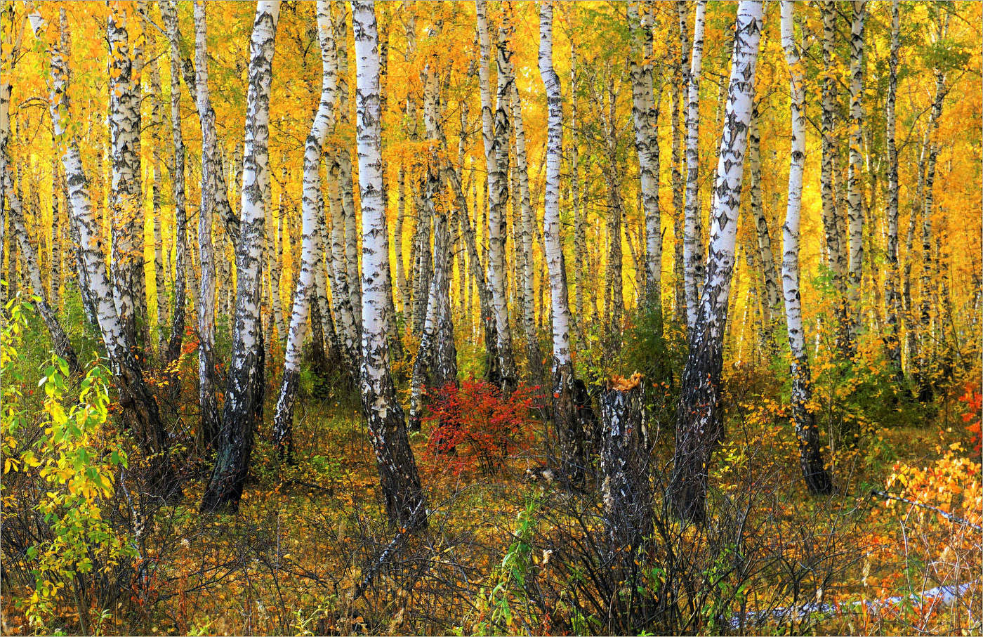 БЕРЕЗОВАЯ РОССИЯ или РОССИЯ БЕРЕ3 #3