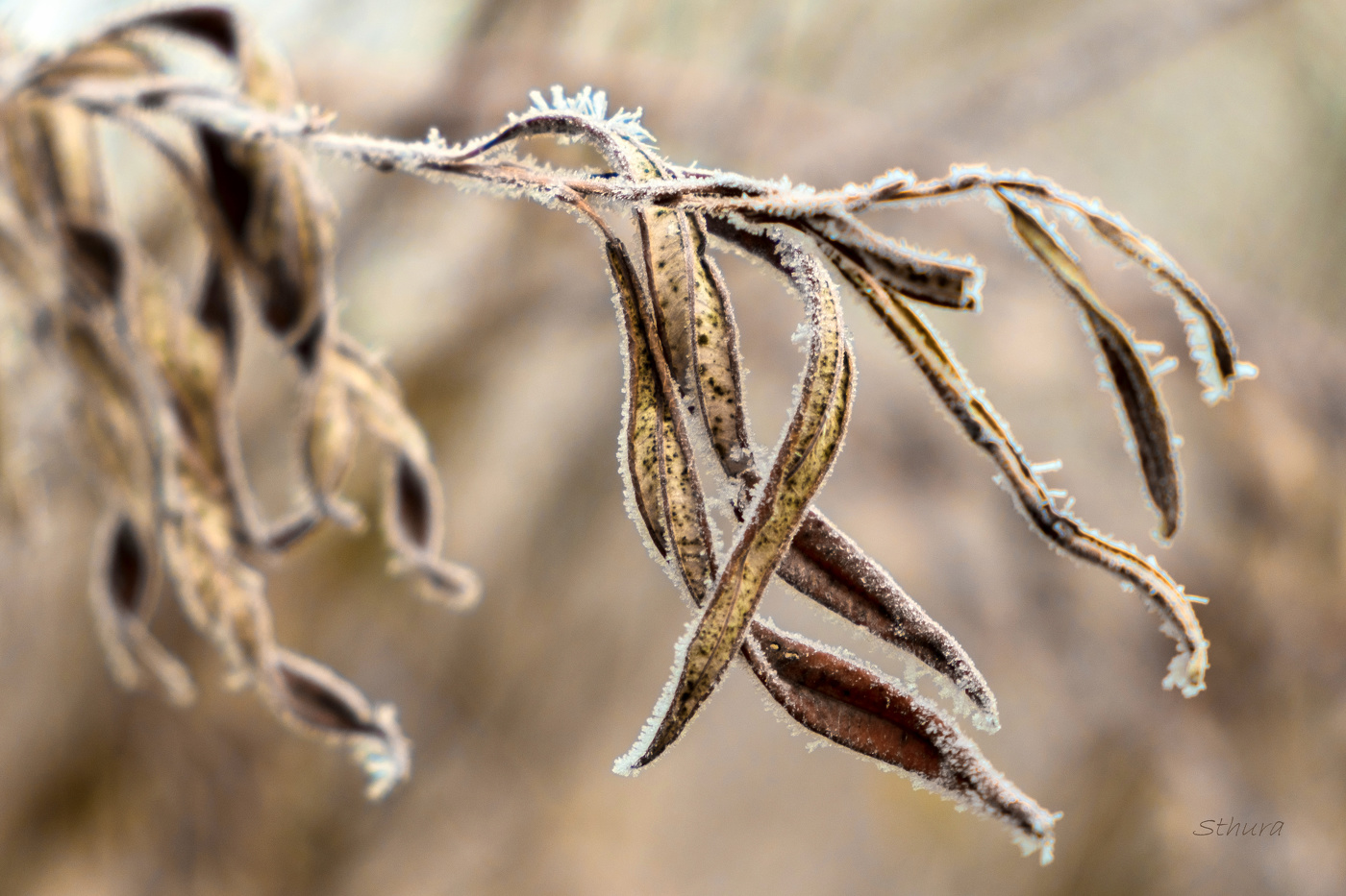 Листья ивы.