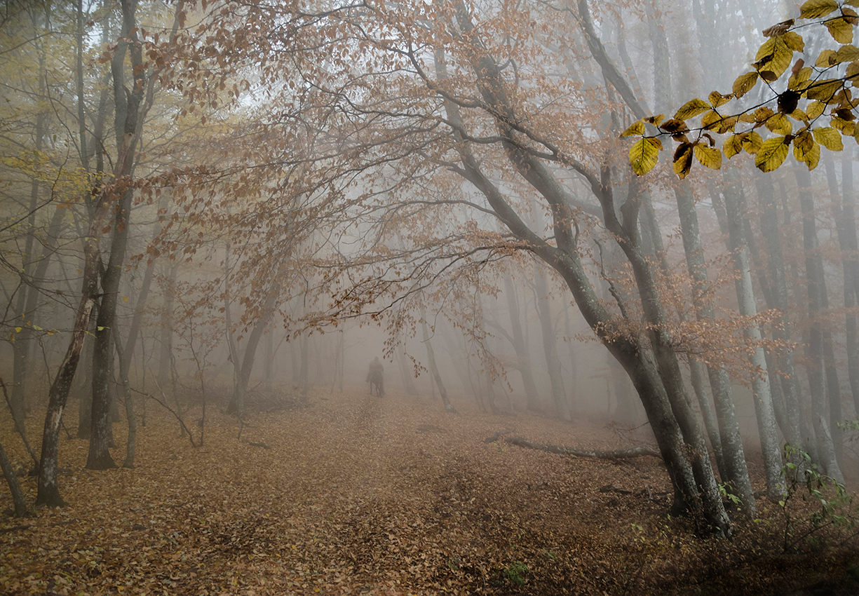 Крымский лес