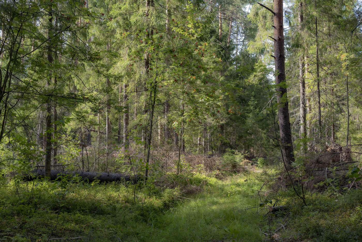 Лесная прогулка