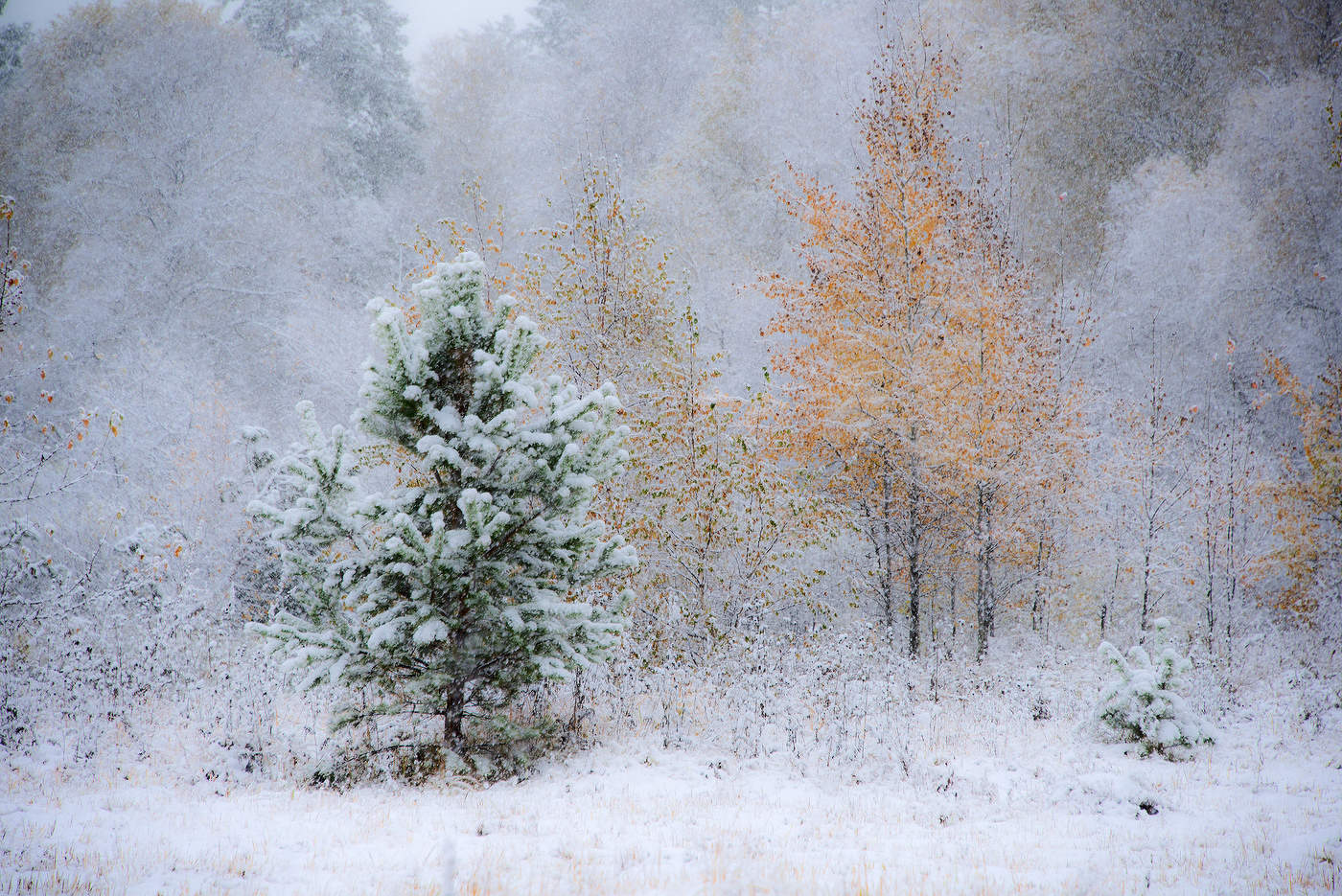 В лесу родилась ёлочка...