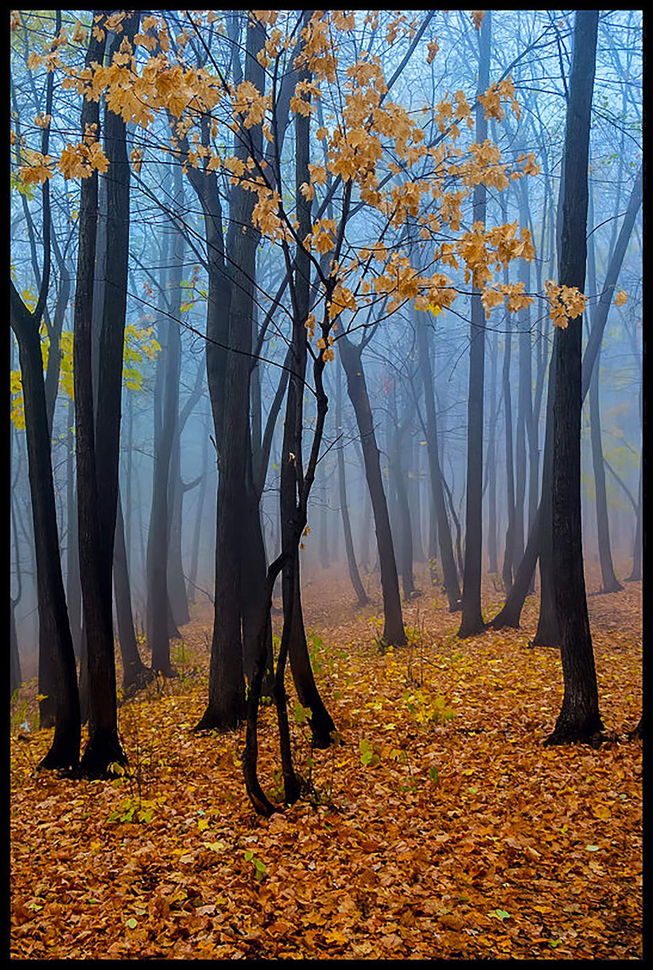 В осеннем лесу