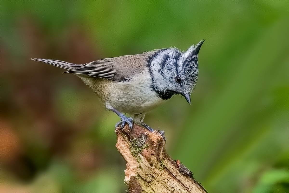 Гренадёрка.