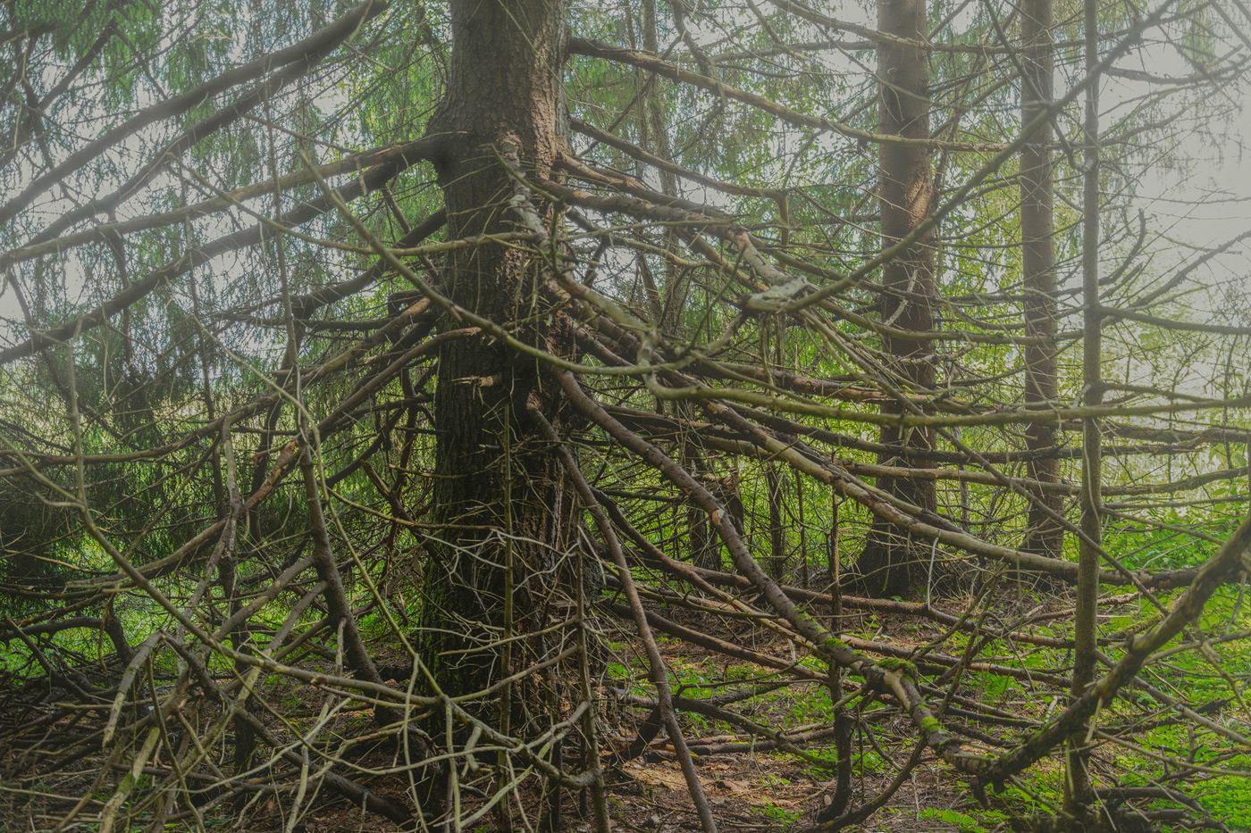 в заповедных и дремучих...