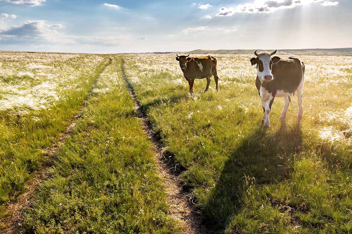 Автостопом...