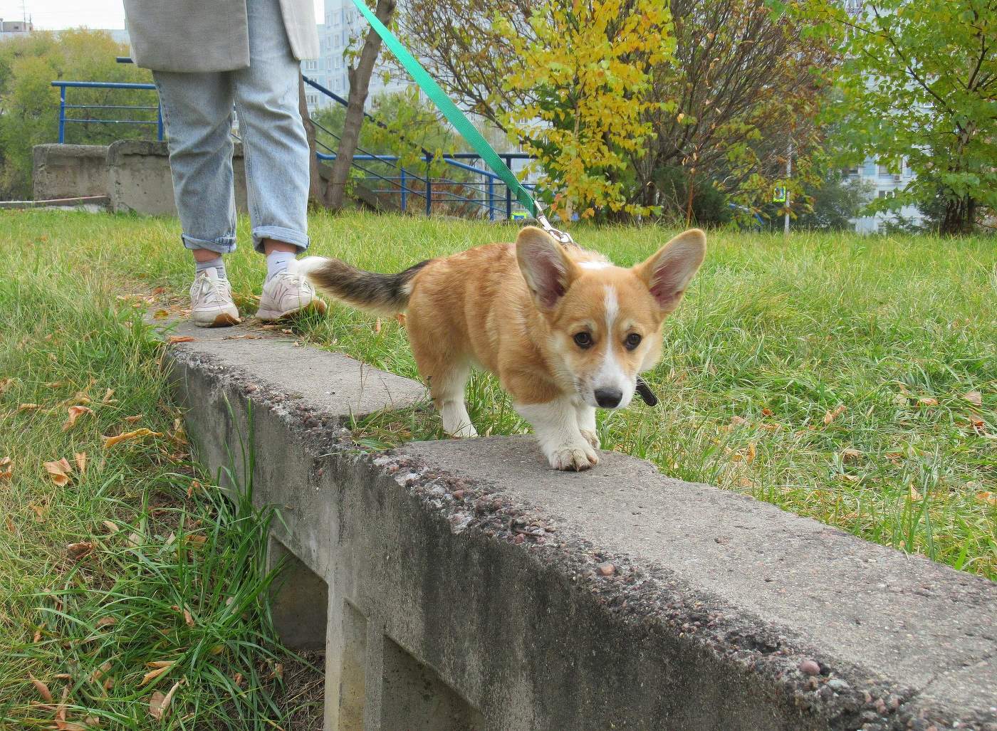 Малыш корги