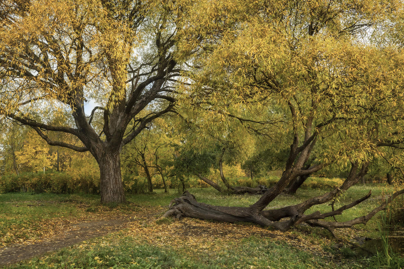 Линии жизни