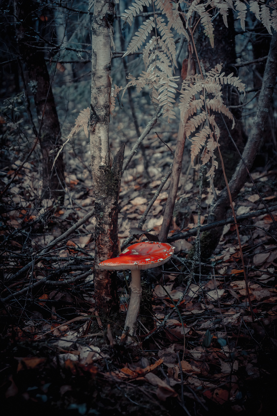 МУХОМОР - то же гриб..