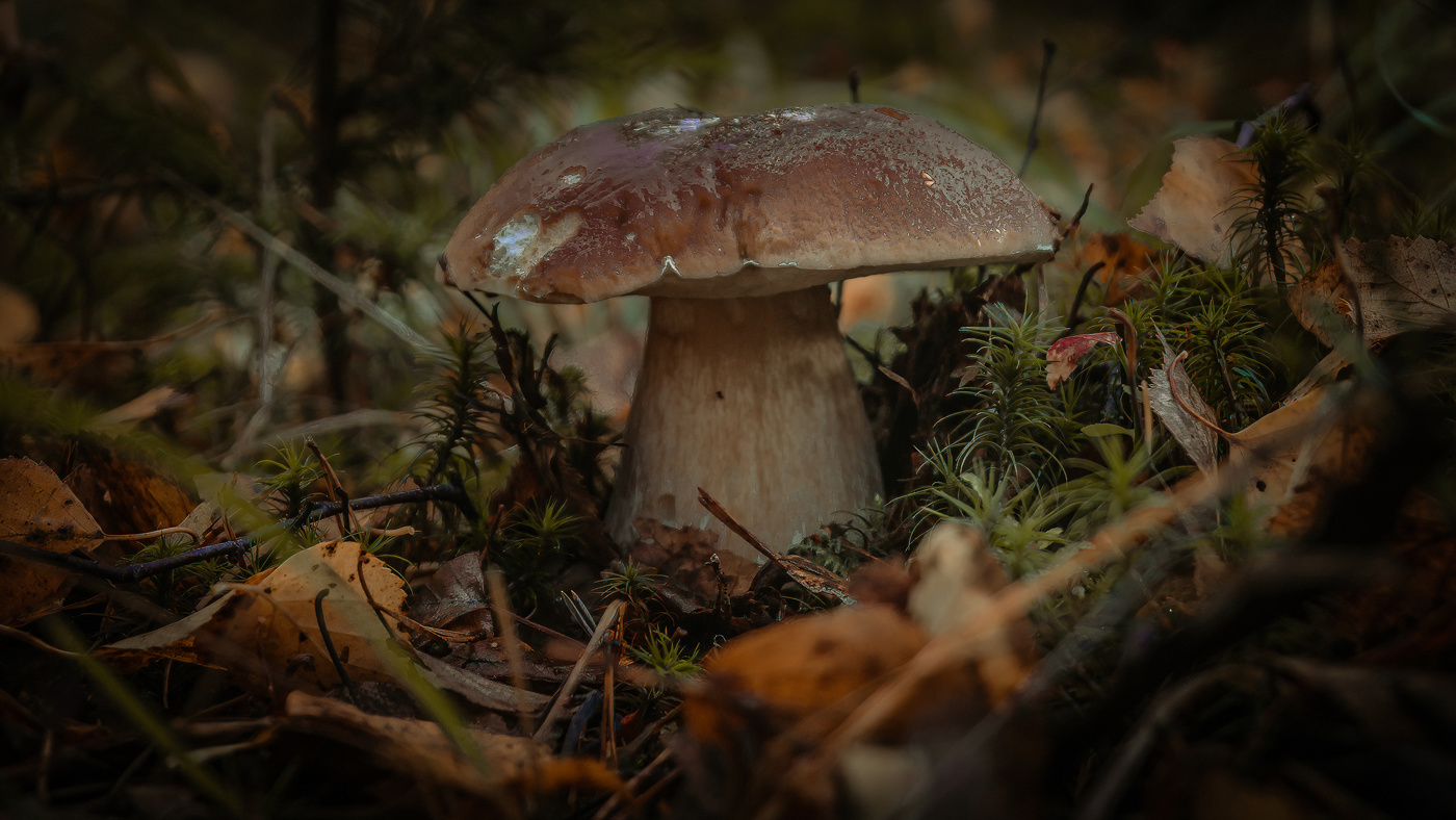 иногда встречаются благородные грибы (10.10.22)