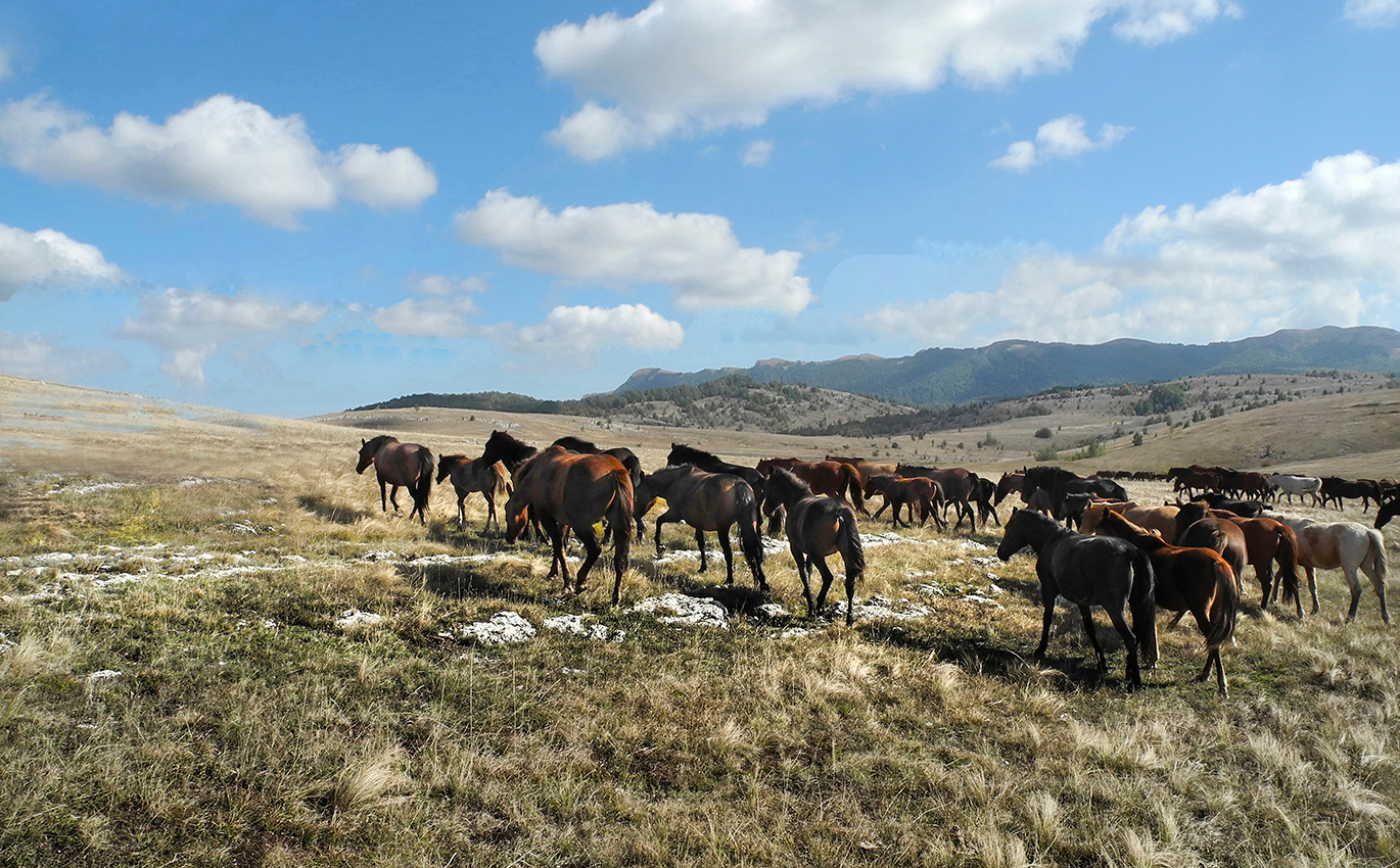 Кони - коняшки