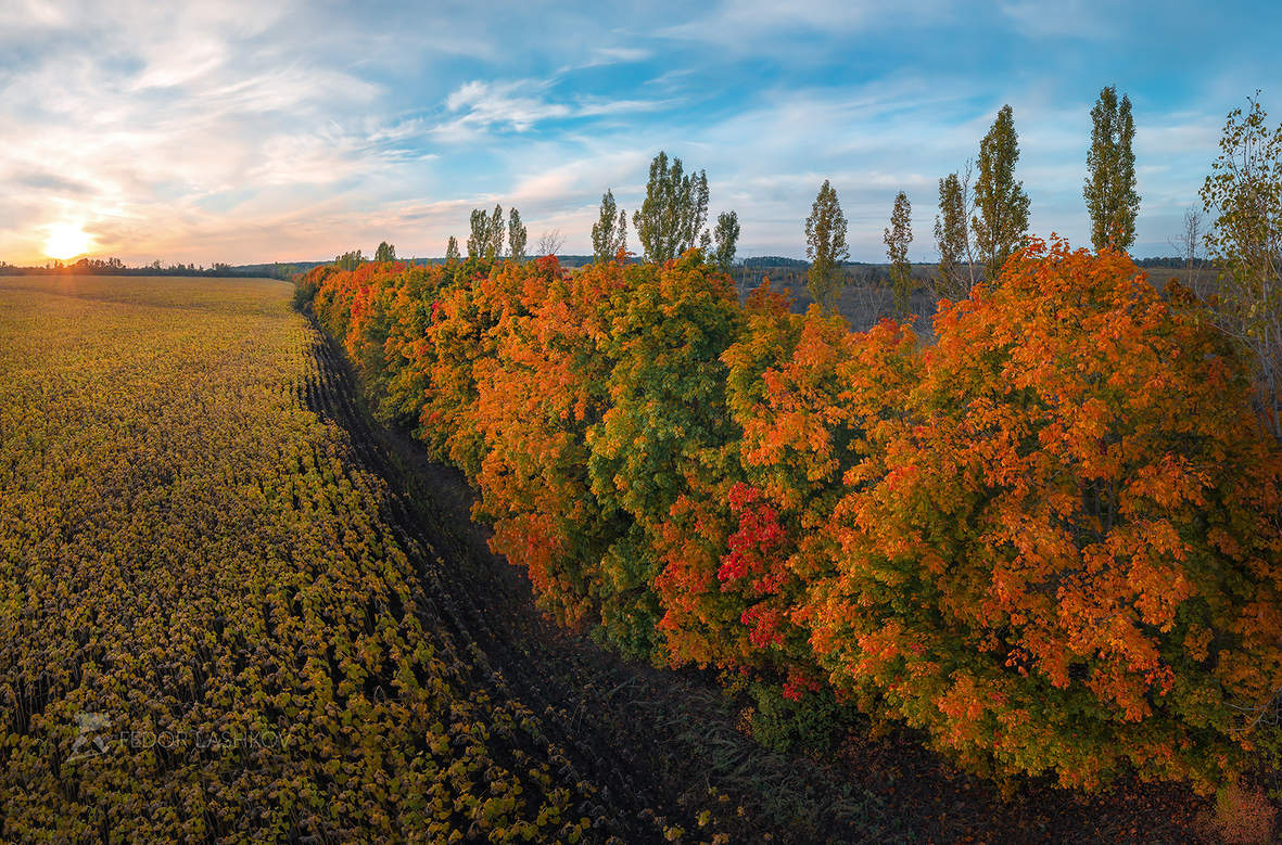Клёны в осеннем разноцветье