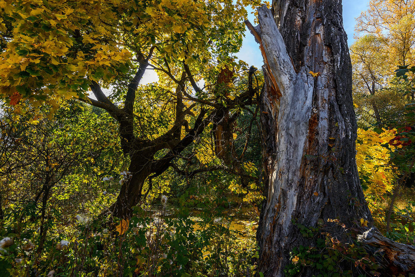 Про осень...