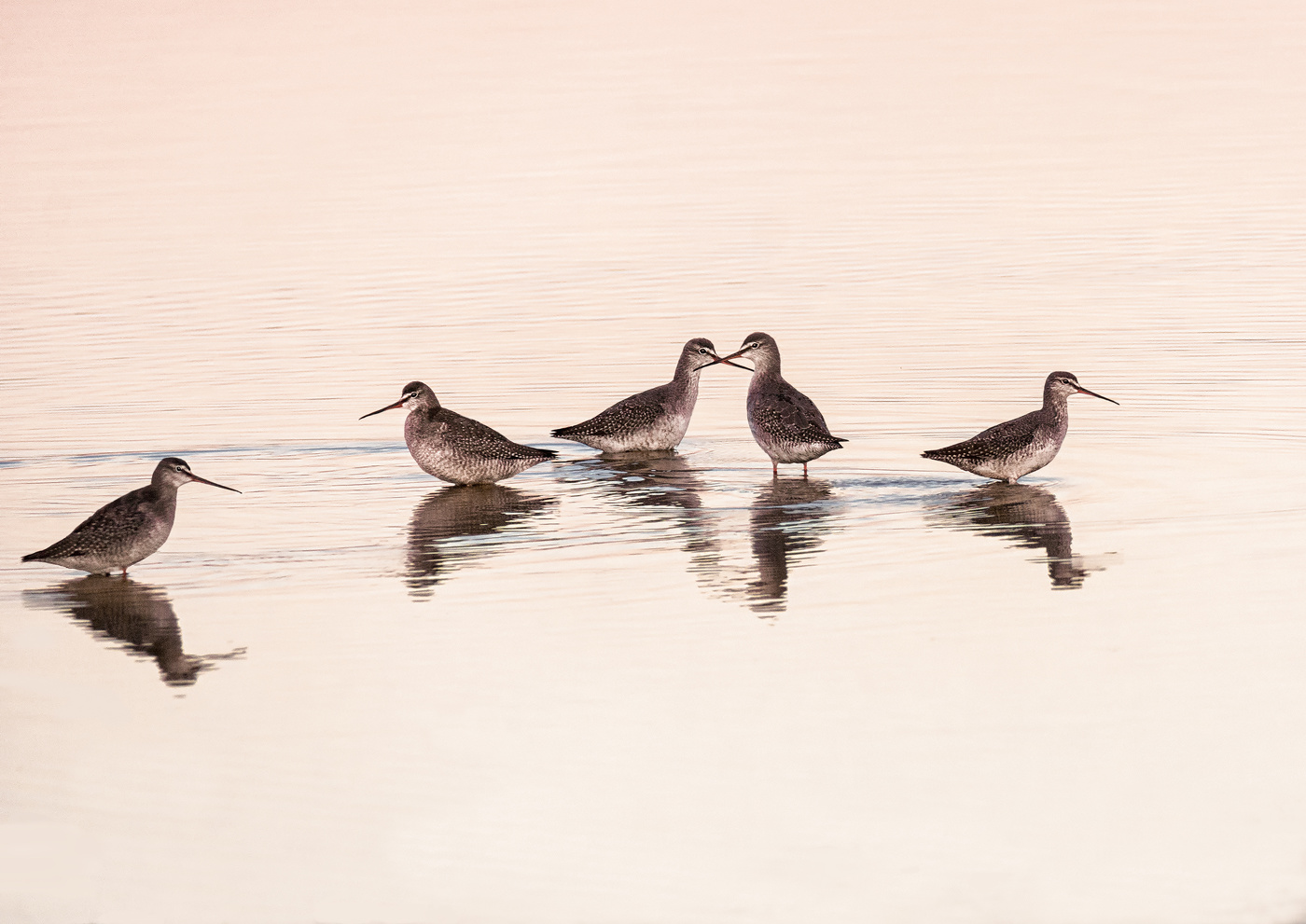 семейка щёголей