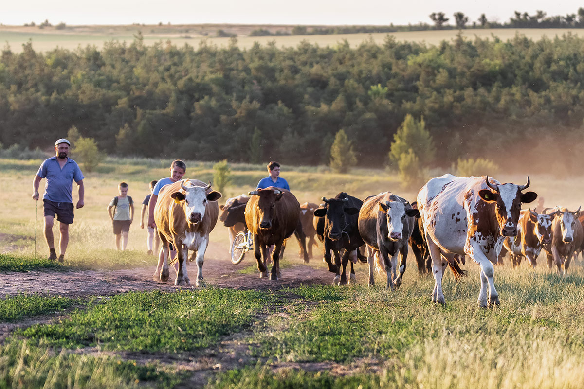 Стадо возвращается в хутор