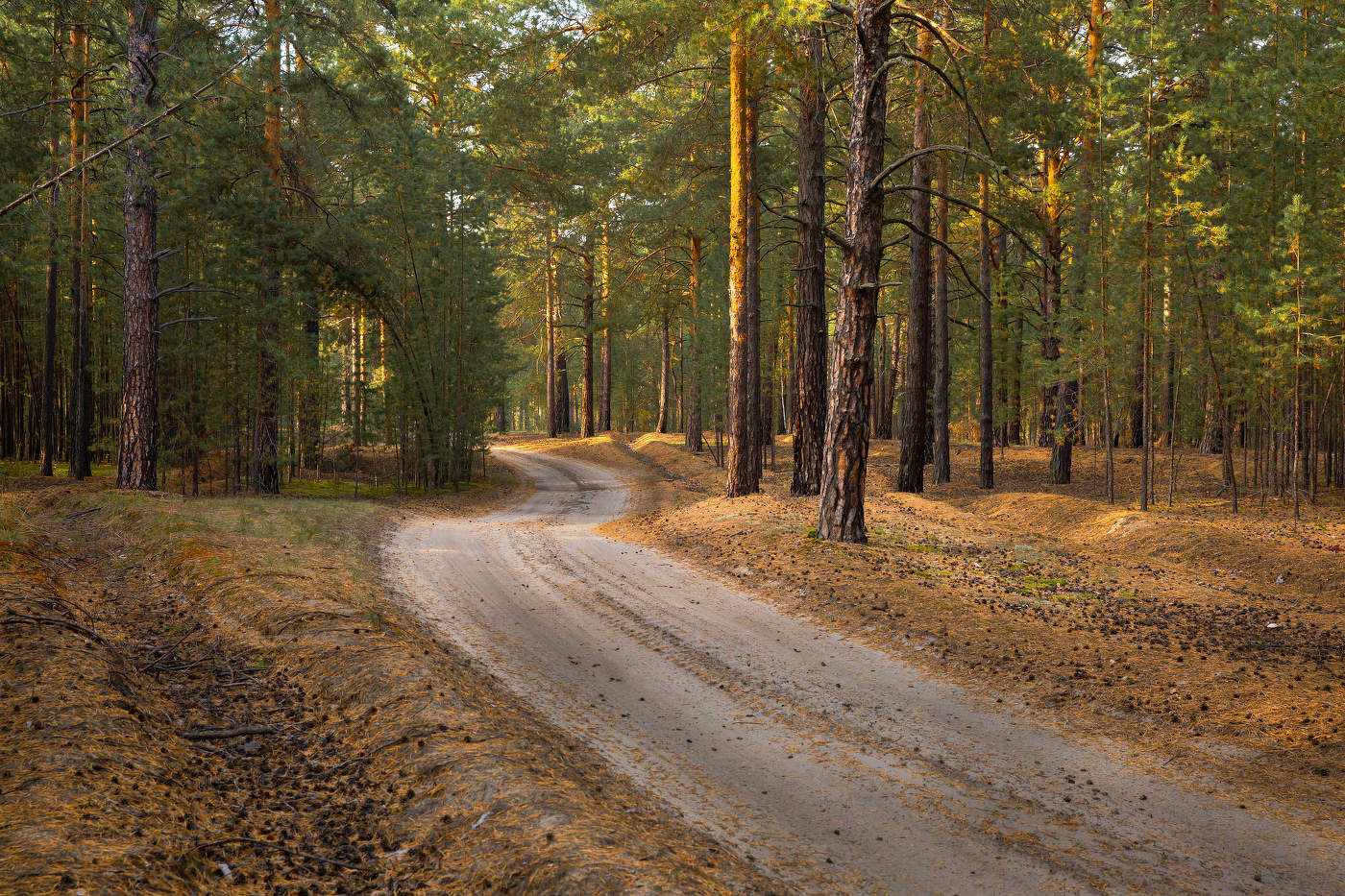 В осеннем лесу.
