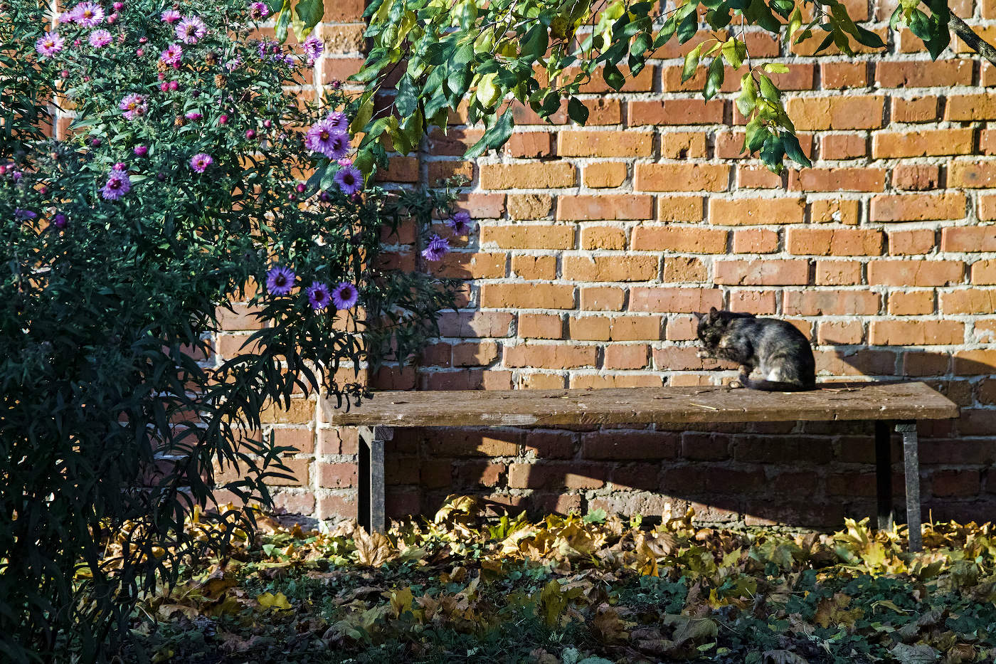 Кошка умывается -к гостям
