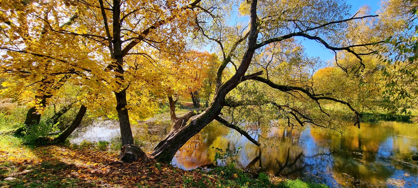 Фрагмент картины золотой осени...