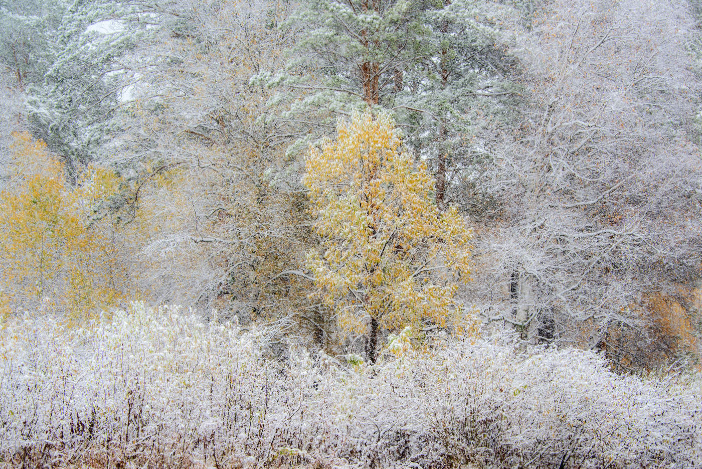 Первый снег