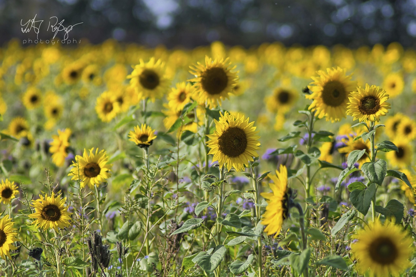 Erinnerungen an den Sommer