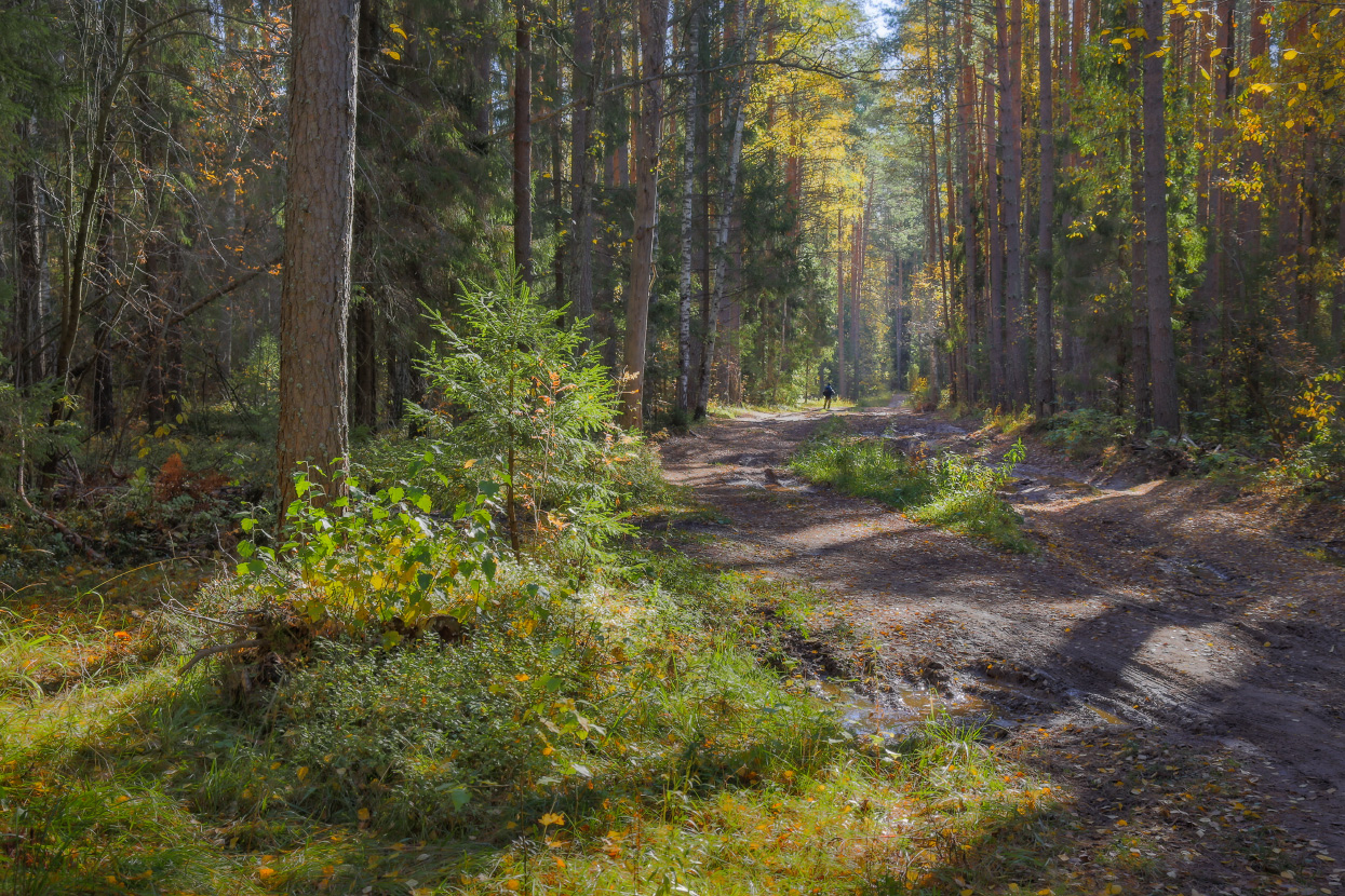 По лесной дороге