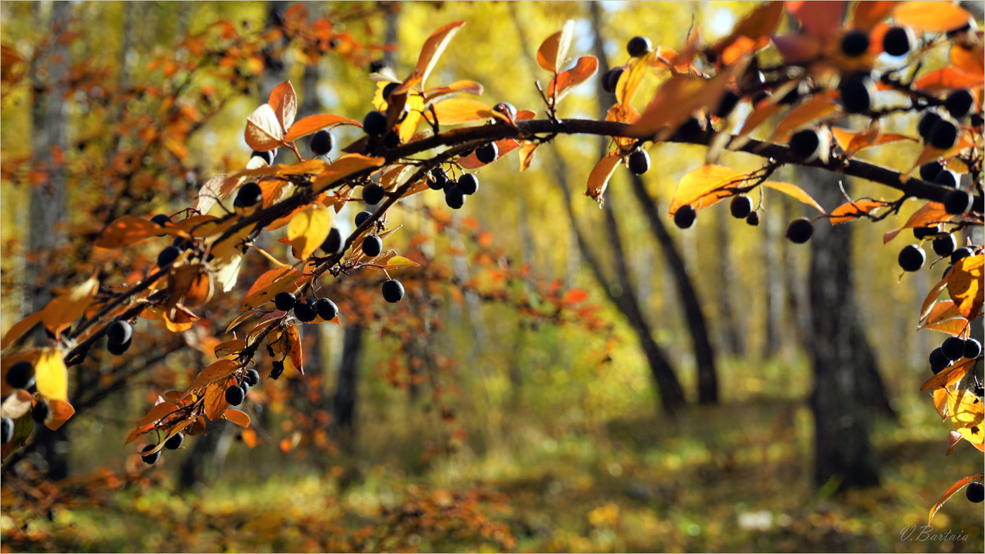 Кизильник, как украшение осени
