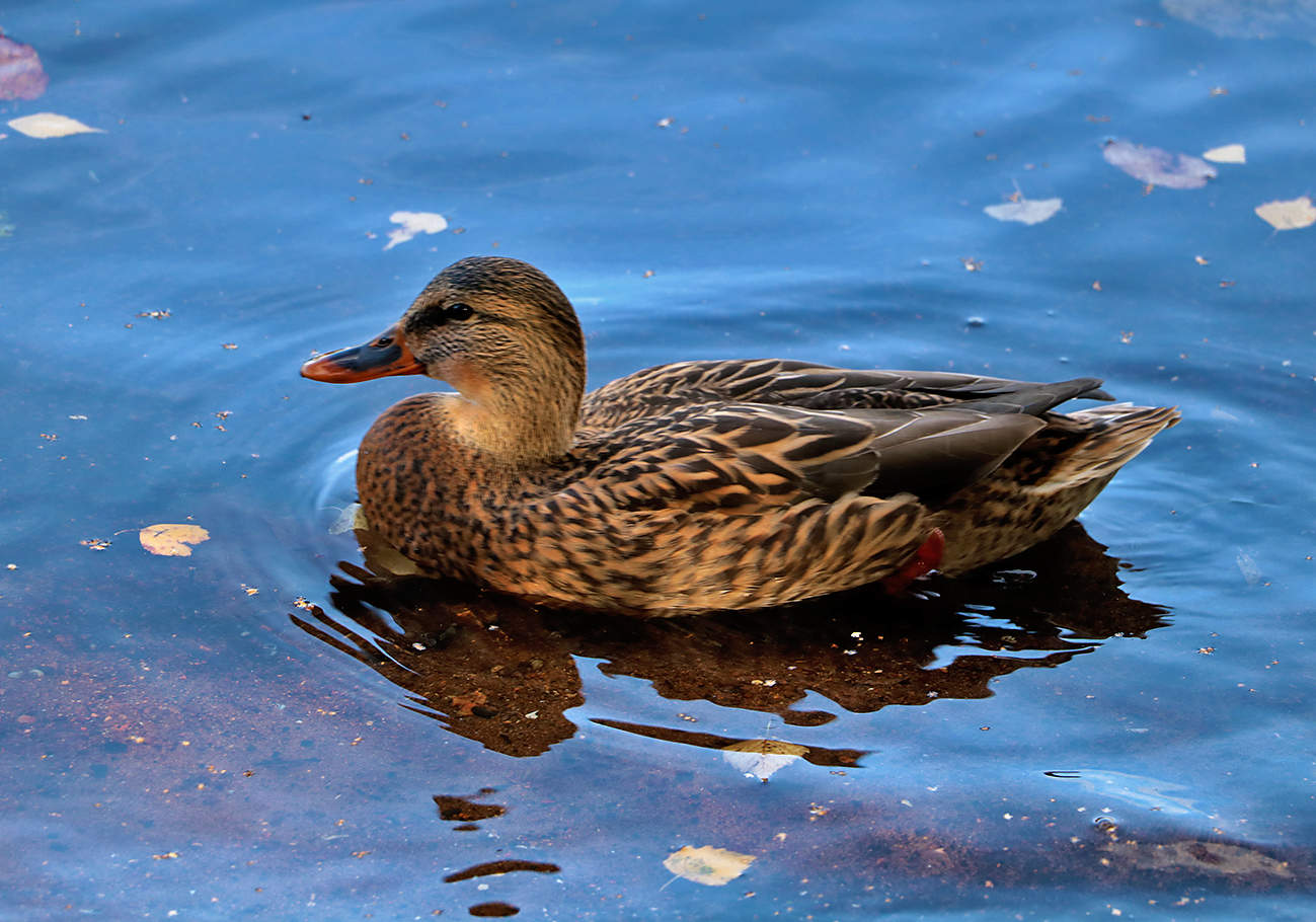 Серая шейка