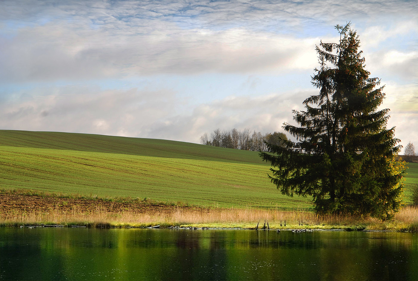 Про одинокую ёлку