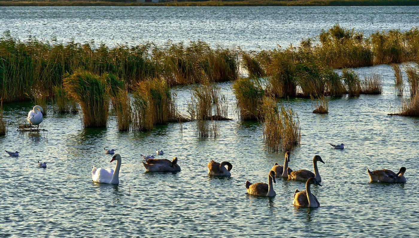 Лебединое озеро