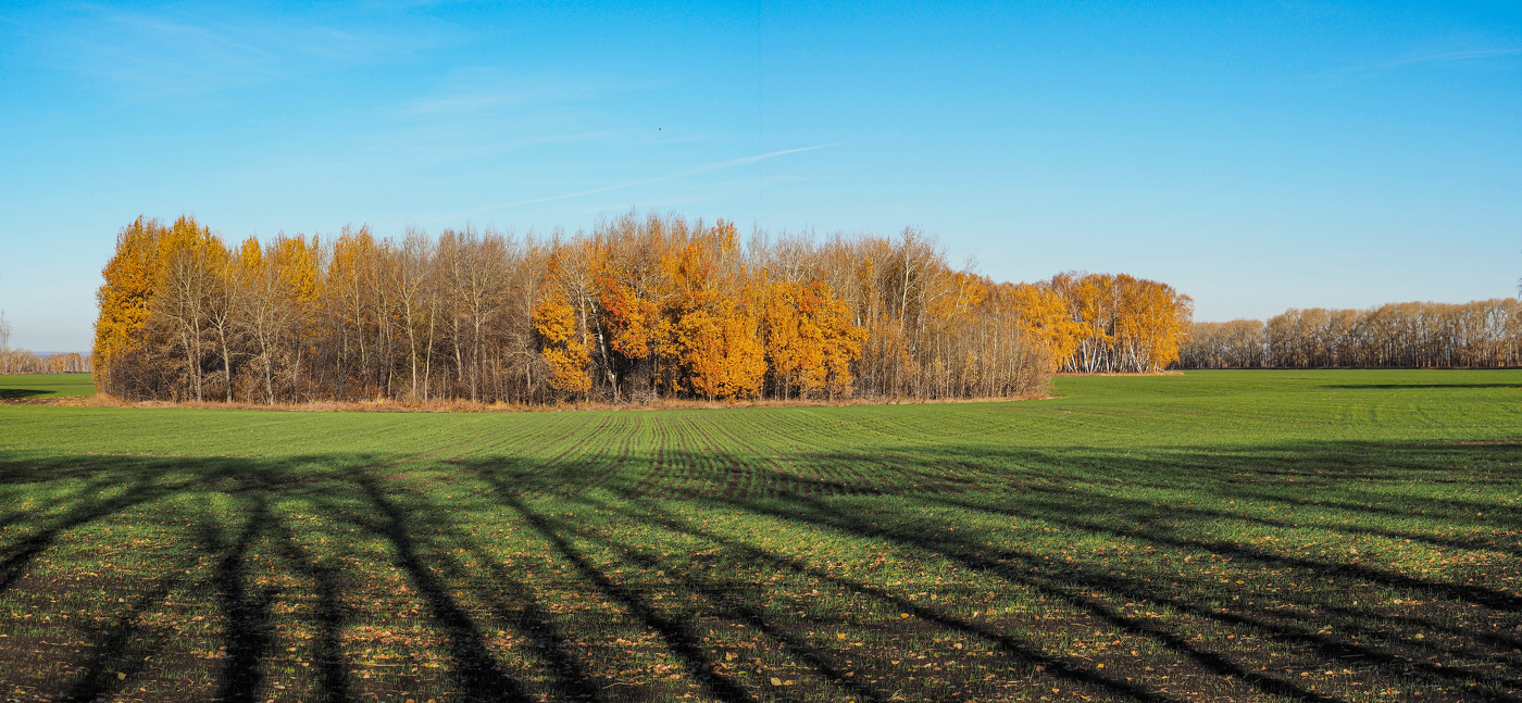 Осенние контрасты