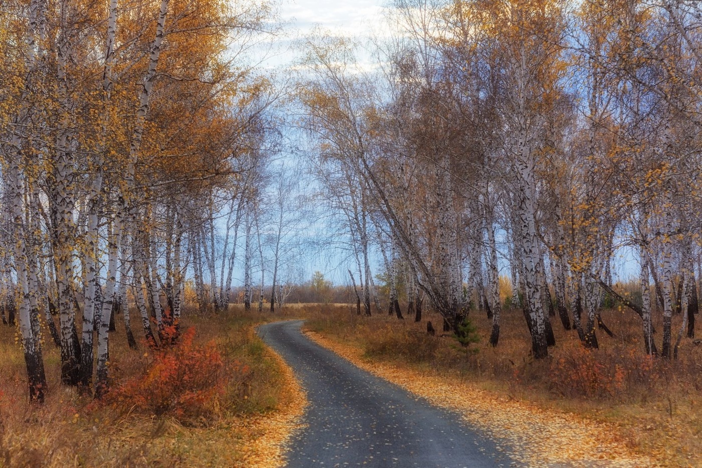 Дорога через березовую рощу