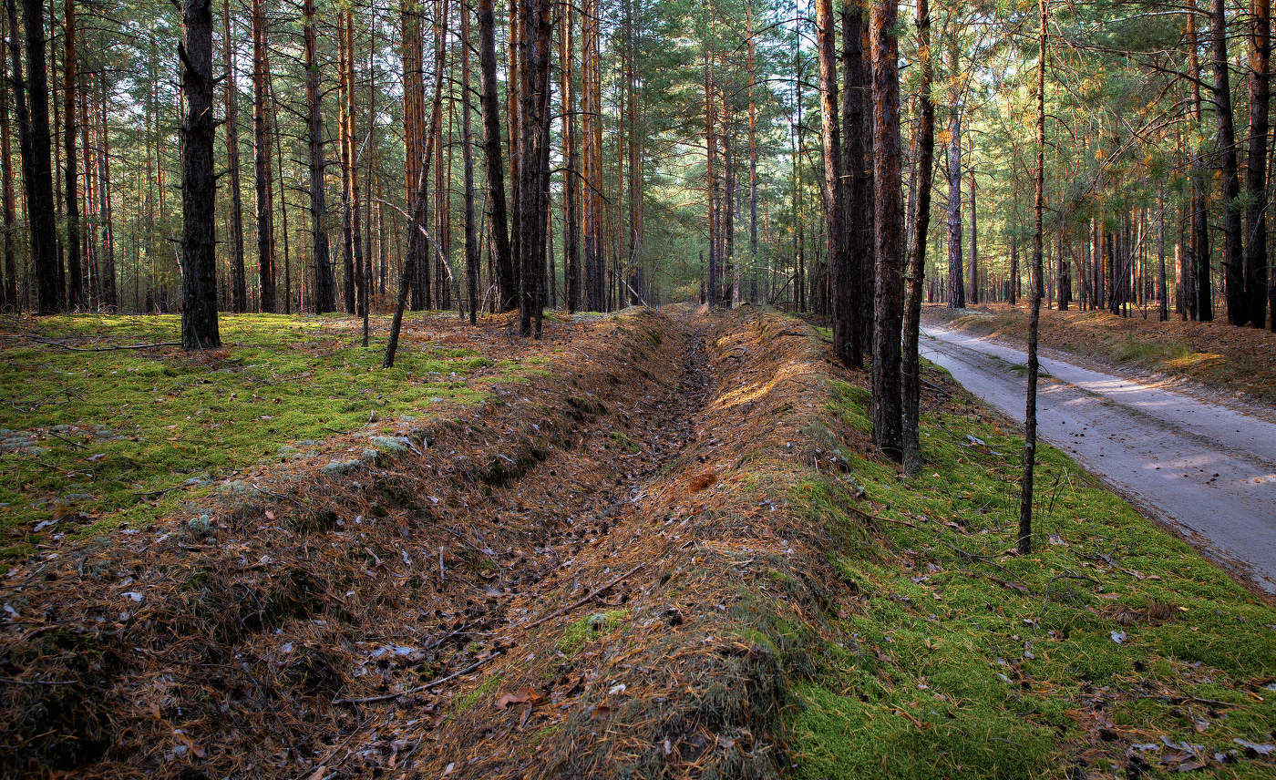 В осеннем лесу.