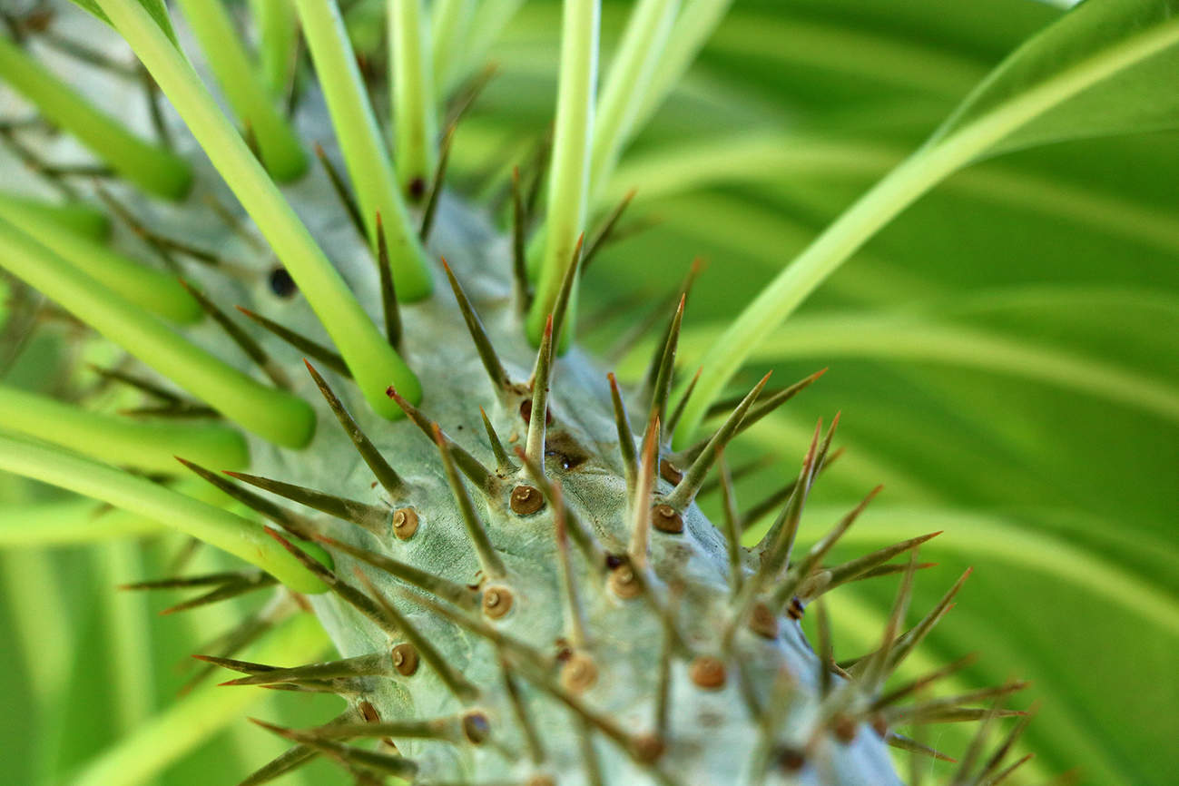 Вот это колючки!