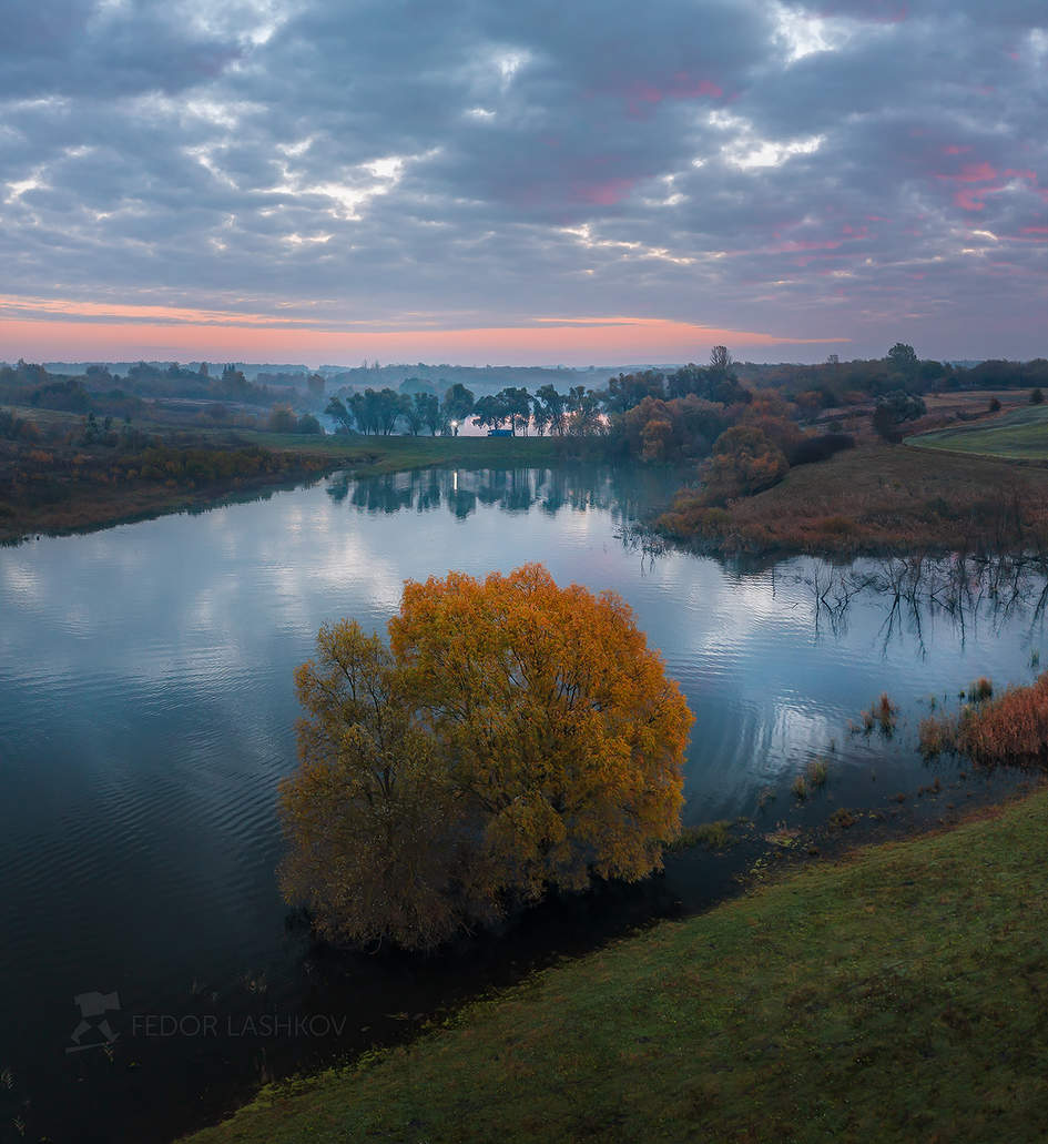 Ива на пруду