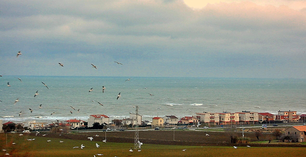 Чайки над городком и морем
