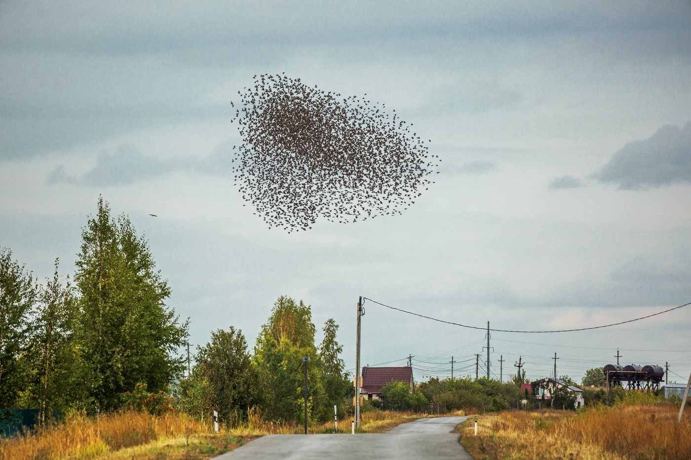 Скворчиный рой