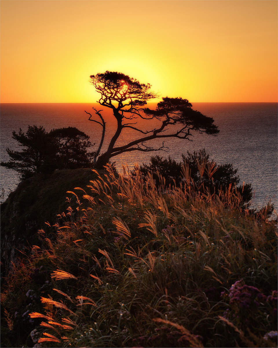 Приморский бонсай.