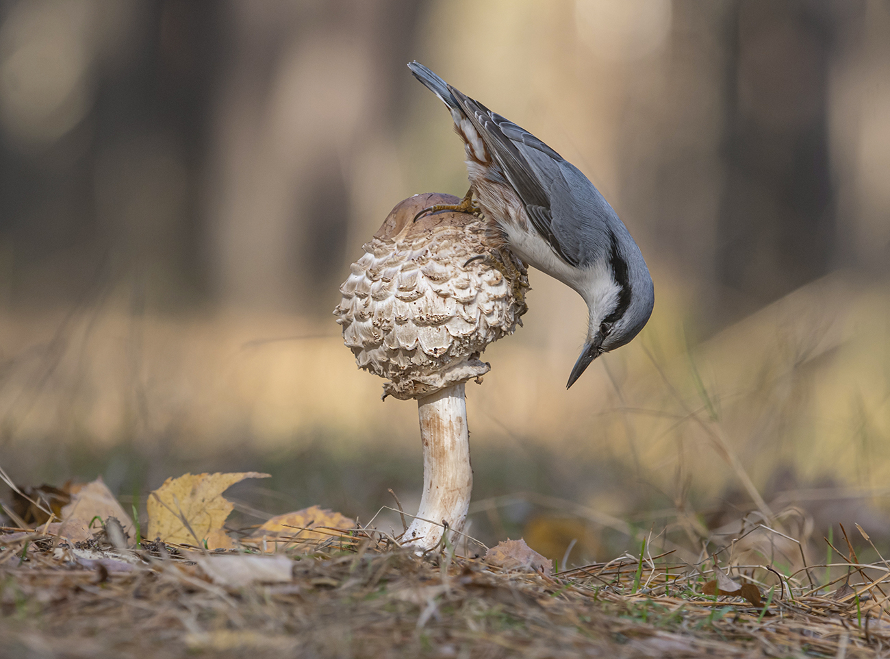 Картинка из леса