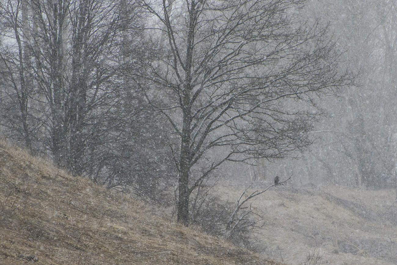 На краю ненастья