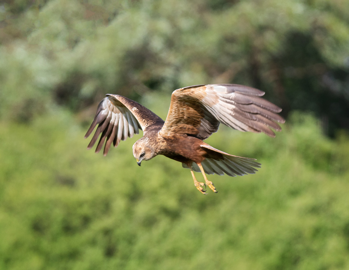 Лунь охотится