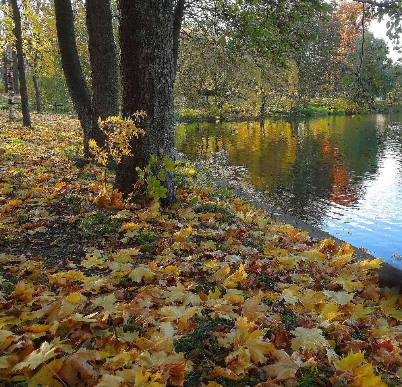 Листья желтые.....