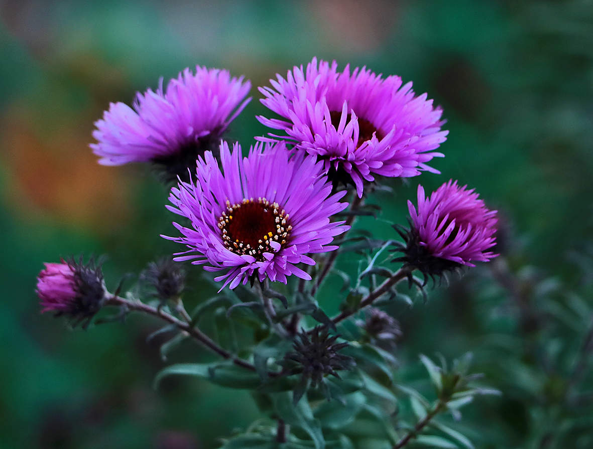 Осенние цветочки